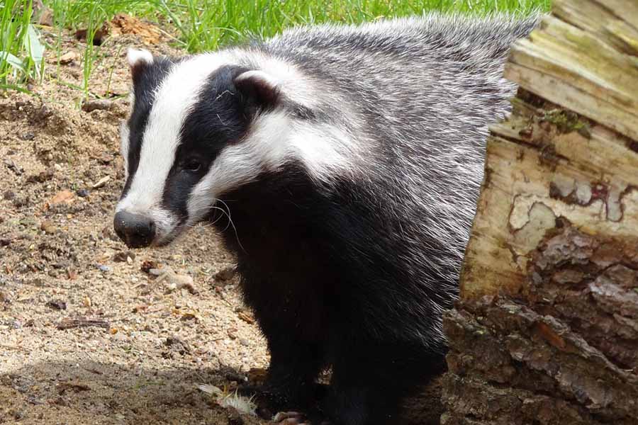 A badger in a field