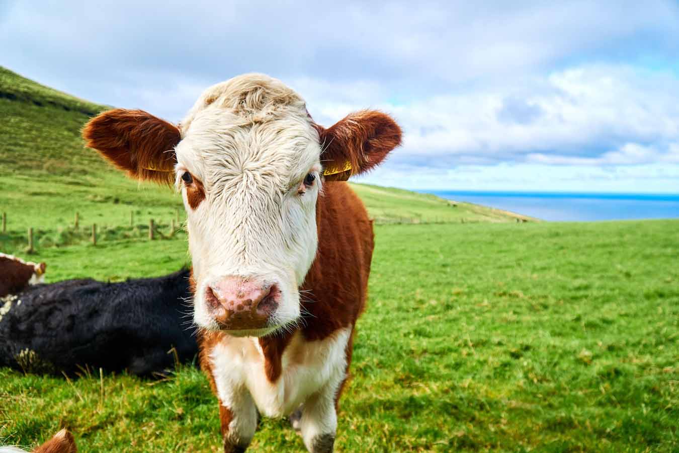cows in a field of green grass