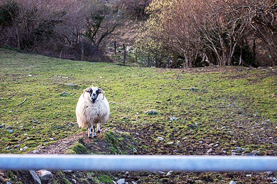 A sheep in a field