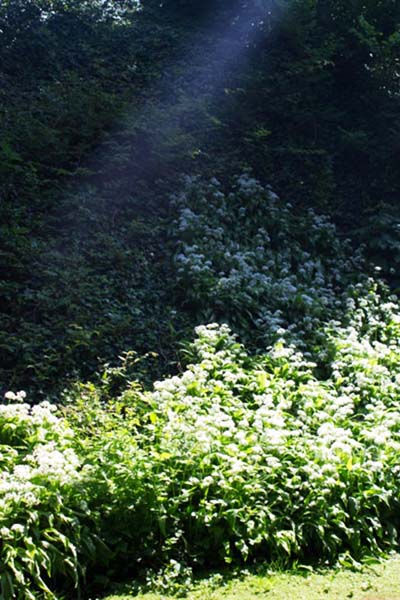 Wild garlic blooming